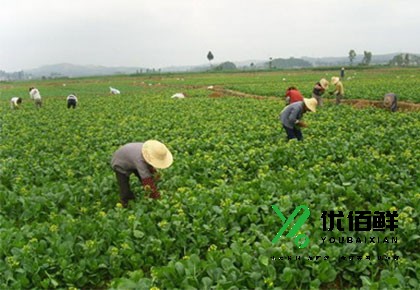 大型規(guī)模蔬菜種植基地