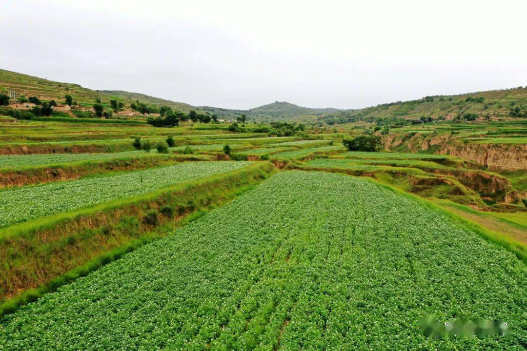 土豆種植基地