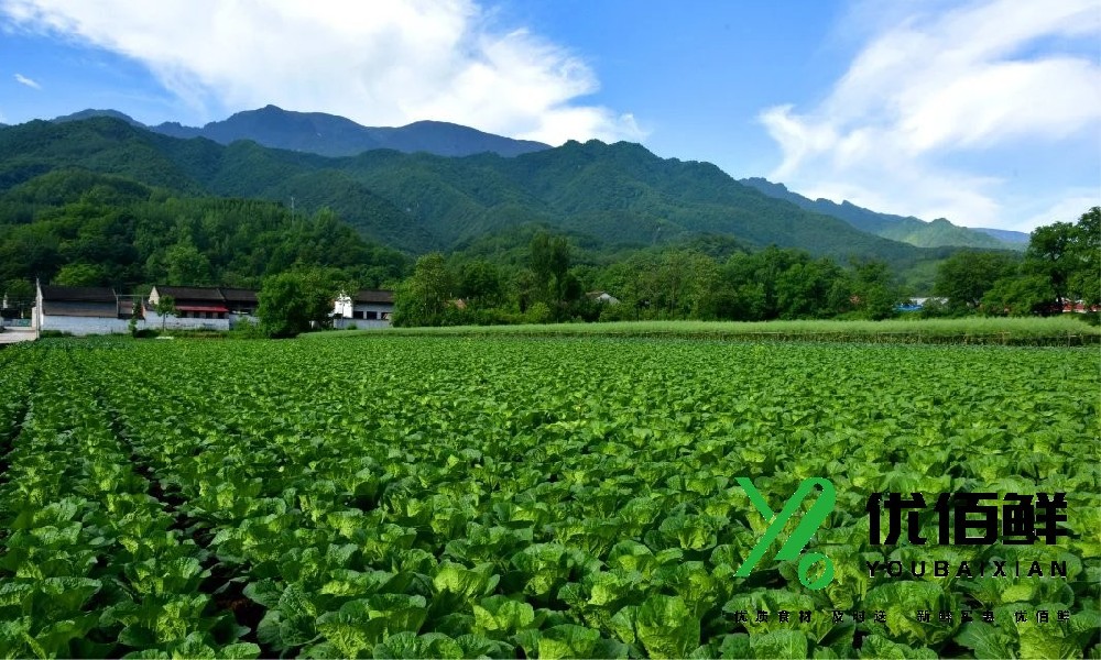 太白山高山蔬菜基地.jpg